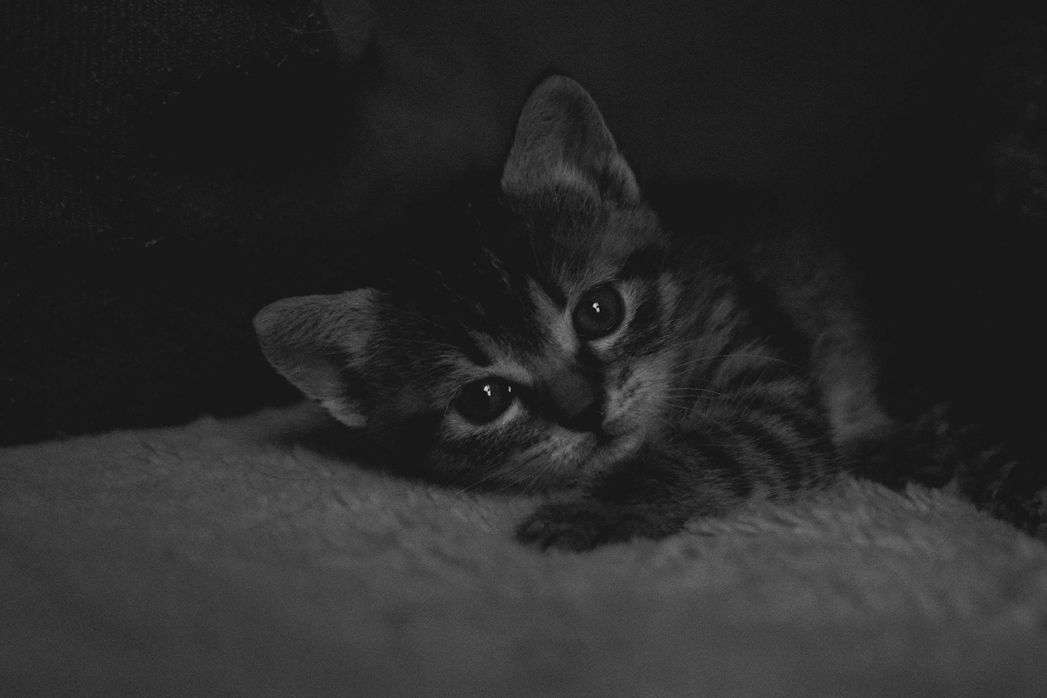 Ays participe au concours pour gagner de l'argent avec cette photo : carnivore, cat, comfort, darkness, domestic_short_haired_cat, felidae, fur, grey, midnight, monochrome, monochrome_photography, night, paw, small_to_medium_sized_cats, still_life_photography, terrestrial_animal, whiskers