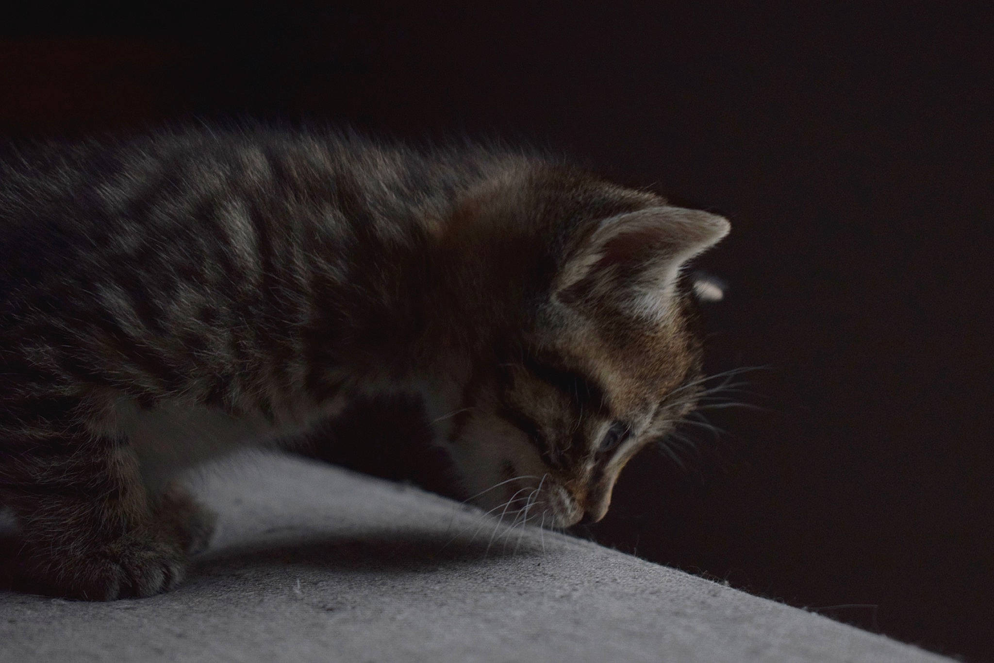 Ays a rejoint le concours — aidez-le/la à gagner de superbes lots ! carnivore, cat, comfort, darkness, domestic_short_haired_cat, felidae, fur, grey, iris, monochrome_photography, paw, road_surface, sleep, small_to_medium_sized_cats, snout, tail, terrestrial_animal, whiskers, wildlife, wood