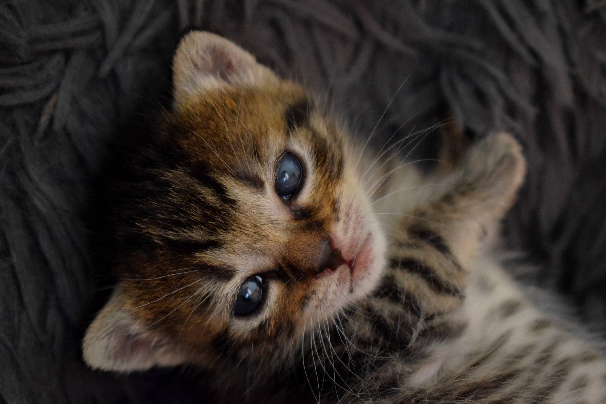 Ays a rejoint le concours — aidez-le/la à gagner de superbes lots ! carnivore, cat, claw, close_up, darkness, domestic_short_haired_cat, fawn, felidae, fur, grass, paw, small_to_medium_sized_cats, snout, terrestrial_animal, tree, whiskers, wildlife, wood