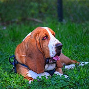 Alfonce participe au concours pour gagner de l'argent avec cette photo : dog, basset_hound, grass, outdoor, pet, animal, lying_down, tongue_out, ears, greenery, nature, canine, fur, muzzle, snout, collar, resting, daylight, closeup, portrait