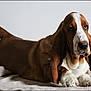 basset_hound, dog, pet, animal, brown, white, long_ears, lying_down, blanket, indoor, cute, mammal, canine, portrait, relaxed, fur, snout, paws, domestic_animal, companion
