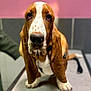 basset_hound, dog, pet, brown_and_white, long_ears, droopy_eyes, close_up, indoor, floor, pink_wall, gray_tiles, sitting, animal, mammal, canine, portrait, looking_at_camera, whiskers, snout, fur