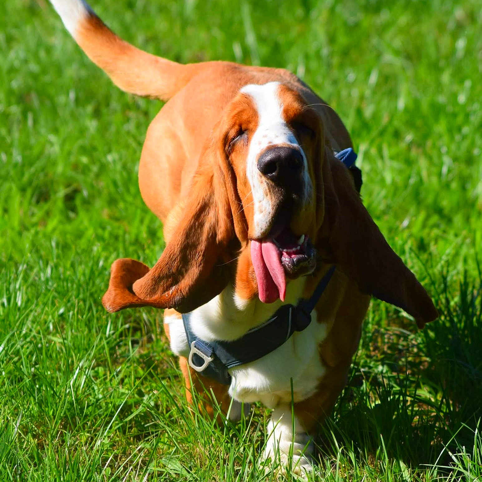 Alfonce a rejoint le concours — aidez-le/la à gagner de superbes lots ! animal, basset_hound, canine, collar, daylight, dog, ears, grass, green, happy, mammal, nature, outdoor, pet, playful, running, summer, sunlight, tongue_out, walking