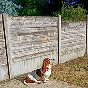 Tadcher participe au concours pour gagner de l'argent avec cette photo : dog, basset_hound, sitting, sunlight, outdoor, fence, wooden_fence, concrete, grass, dry_grass, greenery, trees, collar, pet, animal, daylight, nature, quiet, relaxed, ears