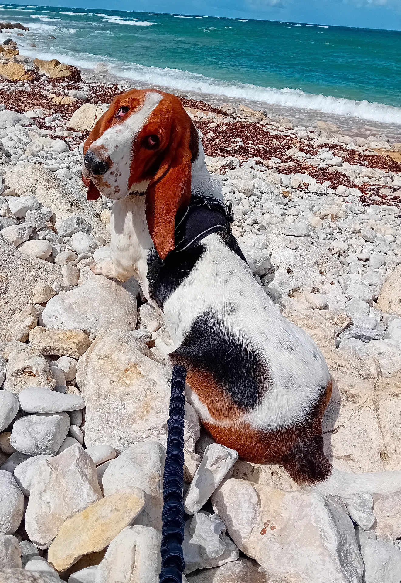 Tadcher a rejoint le concours — aidez-le/la à gagner de superbes lots ! dog, basset_hound, beach, rocks, sea, ocean, waves, leash, pet, canine, outdoor, summer, sunny, nature, animal, sitting, looking_back, white, brown, black