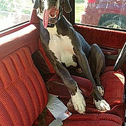 Brody joined the competition — help win amazing prizes! animal, big_dog, canine, car, dog, great_dane, happy, indoor, mammal, paper, pet, red_seat, relaxed, seat, seatbelt_buckle, sunlight, tongue_out, vehicle_interior, vintage_car, window