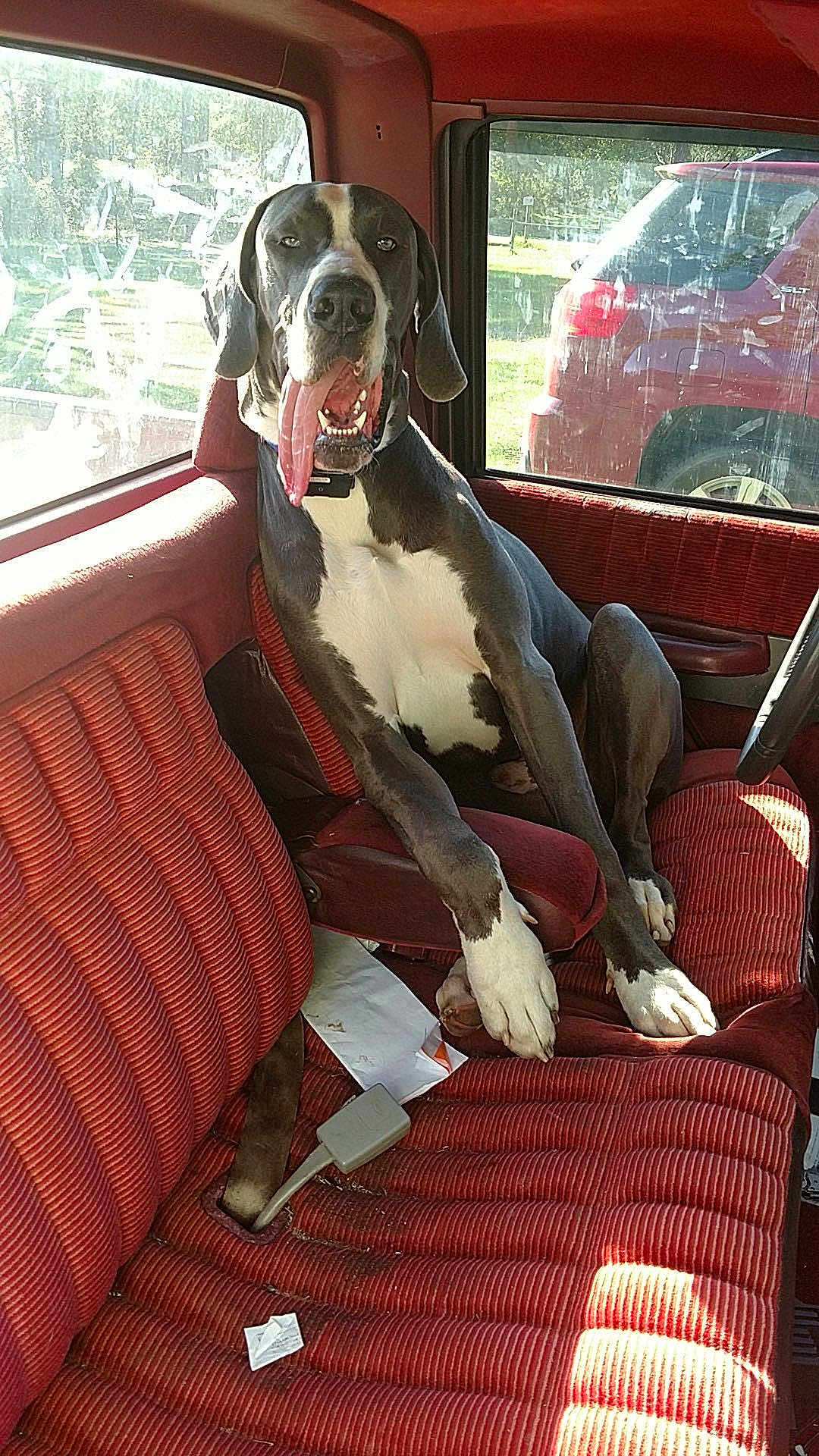 Brody