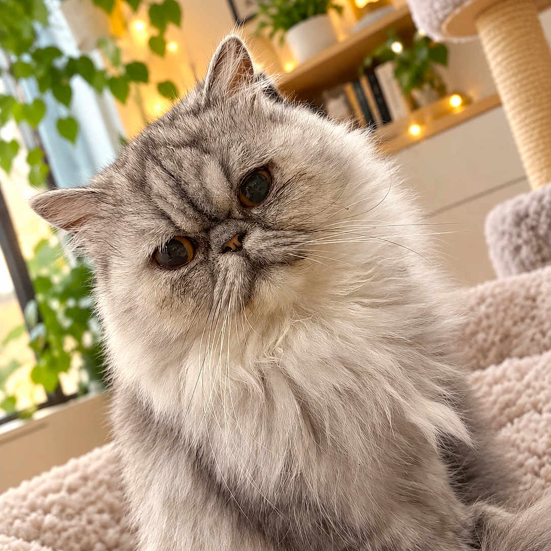 Pelote a rejoint le concours — aidez-le/la à gagner de superbes lots ! cat, fluffy, silver_fur, longhaired, portrait, close_up, face, whiskers, eyes, ears, indoor, cozy, home, cat_tree, plants, fairy_lights, shelves, warm_lighting, sitting, cute