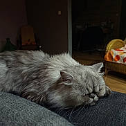 Pelote participe au concours pour gagner de l'argent avec cette photo : cat, gray_cat, sleeping, fluffy, furry, pet, animal, couch, sofa, indoor, living_room, wicker_chair, floral_blanket, cozy, relaxed, close_up, whiskers, closed_eyes, wooden_floor, home