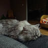 cat, gray_cat, sleeping, fluffy, furry, pet, animal, couch, sofa, indoor, living_room, wicker_chair, floral_blanket, cozy, relaxed, close_up, whiskers, closed_eyes, wooden_floor, home