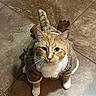 cat, orange_cat, white_paws, pet_clothing, jacket, tile_floor, indoor, curious, looking_up, whiskers, ears, tail, fur, cute, animal, domestic_cat, mammal, feline, cozy, brown
