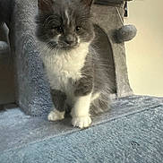 Milo is registered to the contest to win money with this photo: kitten, cat, gray_cat, white_cat, pet, animal, feline, indoor, carpet, soft_texture, cat_tree, curious, whiskers, fur, cute, small_animal, domestic_animal, sitting, young_cat, cozy