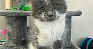 Milo joined the competition — help win amazing prizes! kitten, cat, cat_tree, gray, white, fluffy, pet, indoor, furniture, toy, curious, young, animal, cute, portrait, feline, playful, household, domestic, cozy