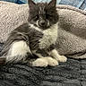 kitten, cat, gray, white, fluffy, pet, cute, indoor, blanket, pillow, plaid, texture, fur, animal, small, young, resting, cozy, looking, portrait