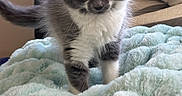 Milo is registered to the contest to win money with this photo: animal, blanket, cat, cozy, curious, cute, domestic, feline, fur, gray, indoor, kitten, pet, playful, small, soft, texture, whiskers, white, young
