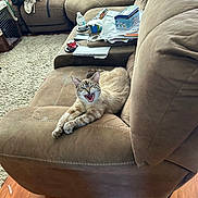Willow is registered to the contest to win money with this photo: cat, couch, living_room, blanket, paper, can, floor, wood_floor, furniture, pet, indoor, relaxed, animal, cute, fur, tabby, expression, cozy, household, messy