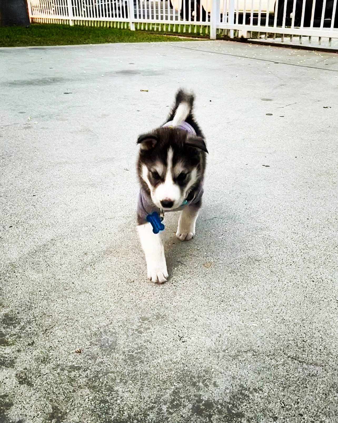 Lobo is registered to the contest to win money with this photo: asphalt, canidae, carnivore, companion_dog, dog, dog_breed, fence, flooring, grass, paw, road, road_surface, shadow, sitting, snout, sporting_group, tail, tints_and_shades, working_animal, working_dog