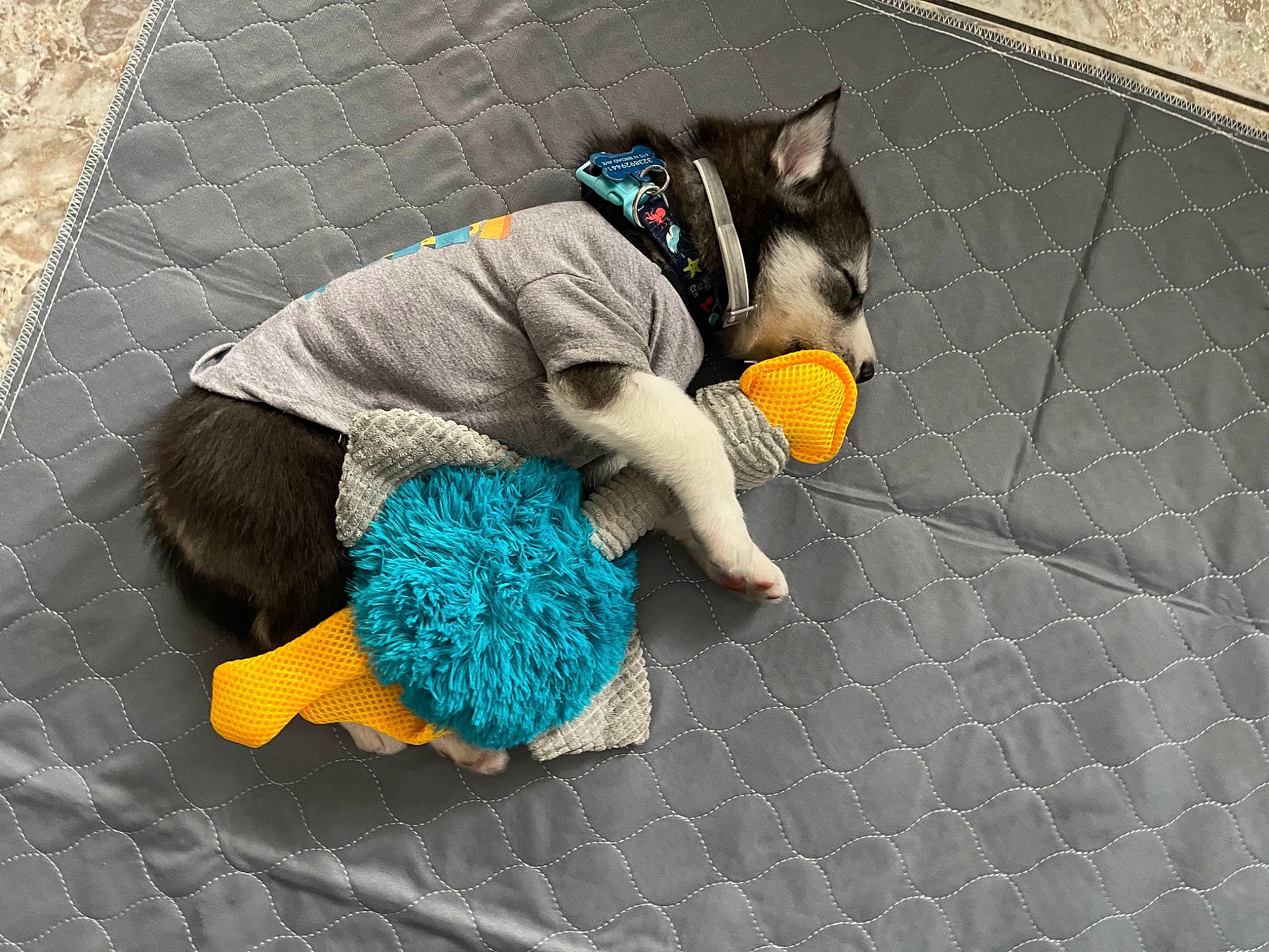 Lobo joined the competition — help win amazing prizes! canidae, carnivore, collar, comfort, companion_dog, dog, dog_breed, dog_clothes, dog_supply, electric_blue, fawn, grey, leash, pet_supply, snout, sporting_group, stuffed_toy, tail, textile, working_animal