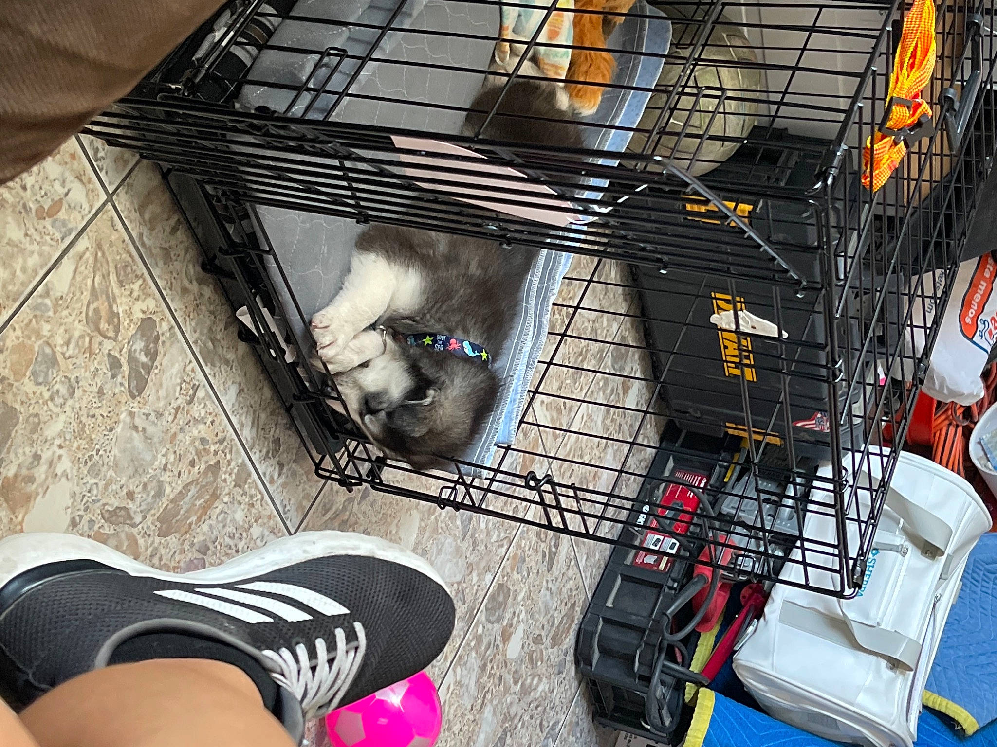 Lobo joined the competition — help win amazing prizes! animal_shelter, ankle, black, cage, carmine, cooking, flesh, flooring, foot, human_leg, knee, mesh, metal, pattern, pet_supply, selfie, service, sitting, street_fashion, thigh