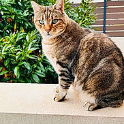 Carlito a rejoint le concours — aidez-le/la à gagner de superbes lots ! cat, tabby, animal, pet, feline, outdoor, greenery, plants, nature, fur, whiskers, ears, eyes, sitting, ledge, curious, portrait, striped, mammal, closeup