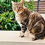 cat, tabby, animal, pet, feline, outdoor, greenery, plants, nature, fur, whiskers, ears, eyes, sitting, ledge, curious, portrait, striped, mammal, closeup