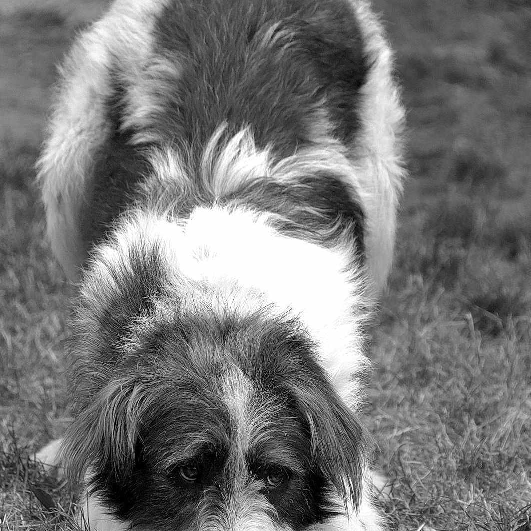 Darwin a rejoint le concours — aidez-le/la à gagner de superbes lots ! dog, black_and_white, grass, outdoor, animal, pet, playful, fur, canine, cute, nature, mammal, portrait, eyes, tail, snout, paw, laying_down, close_up, companion