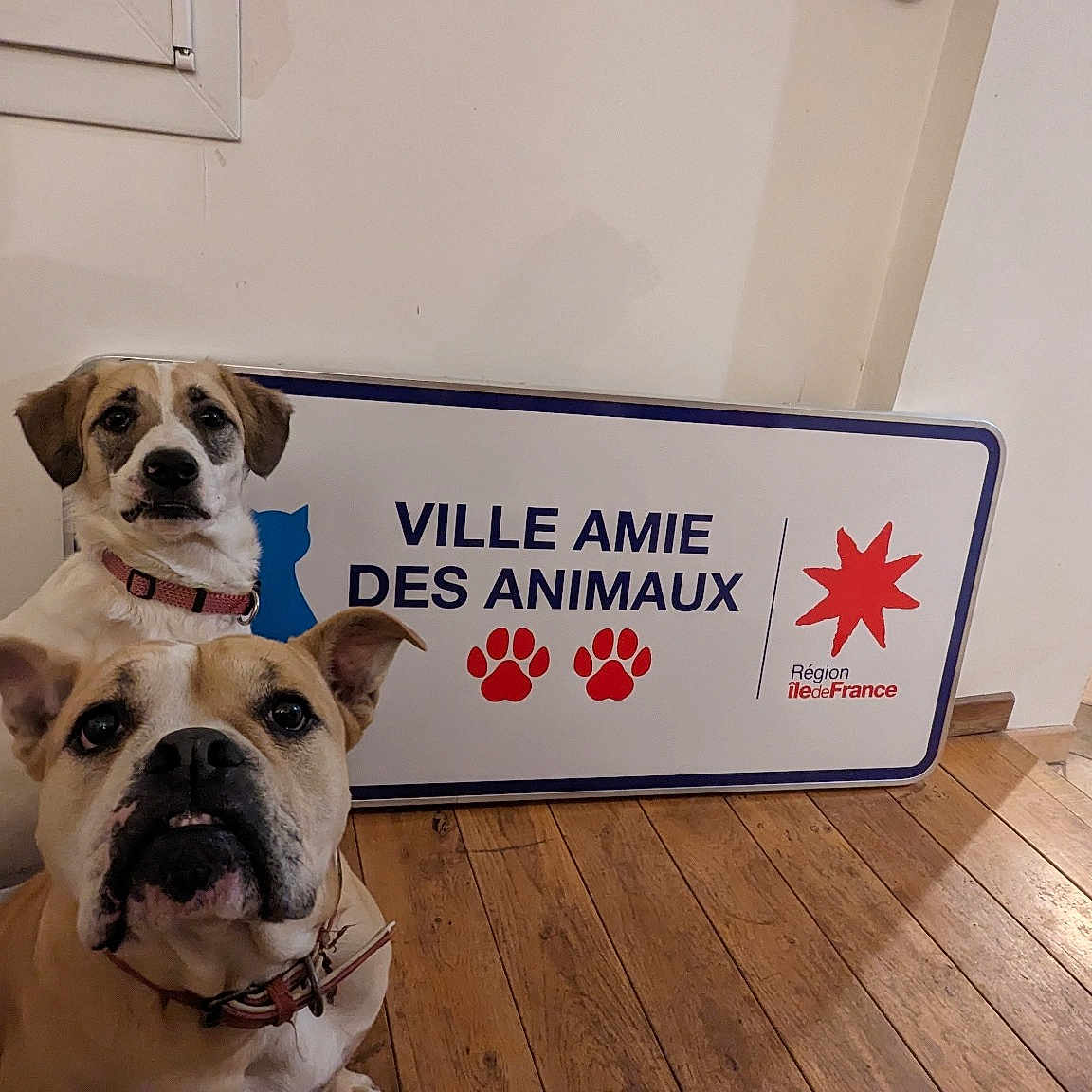 Souris Et Maya