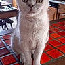 animal, cat, counter, curious, domestic, ears, eyes, face, feline, fur, indoor, kitchen, light_gray, pet, quiet, red_tiles, sitting, table, whiskers, wooden_cabinet