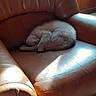 Grenadine participe au concours pour gagner de l'argent avec cette photo : animal, brown, cat, comfort, cozy, curled_up, daylight, feline, fur, home, indoor, leather_armchair, pet, quiet, relaxation, resting, sleeping, sunlight, window, wood_paneling