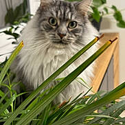 Ulysse a rejoint le concours — aidez-le/la à gagner de superbes lots ! animal, background, cat, closeup, curious, domestic, eyes, feline, fluffy, fur, gray, greenery, houseplant, indoor, leaf, nature, pet, plant, whiskers, wood