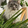 cat, indoor, plant, greenery, fluffy, gray, feline, curious, leaf, houseplant, closeup, pet, animal, whiskers, fur, eyes, nature, domestic, background, wood