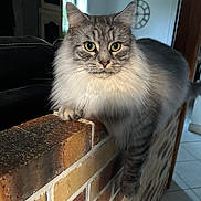 Ulysse participe au concours pour gagner de l'argent avec cette photo : cat, fluffy, gray, green_eyes, brick_wall, indoor, feline, pet, animal, lounging, close_up, whiskers, paw, fur, window, home, tile_floor, relaxed, curious, portrait