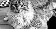 Ulysse a rejoint le concours — aidez-le/la à gagner de superbes lots ! cat, fluffy, table, cupcakes, remote_control, indoor, pet, feline, portrait, curious, wooden_surface, black_and_white, home, animal, relaxed, sitting, whiskers, fur, eyes, cute