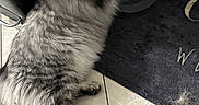 Ulysse participe au concours pour gagner de l'argent avec cette photo : animal, cat, curious, curious_eyes, cute, domestic_cat, drinking, feline, floor_tile, fluffy_fur, fur, gray_tabby, home, indoor, mat, paw, pet, portrait, sitting, water_bowl