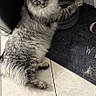 Ulysse participe au concours pour gagner de l'argent avec cette photo : cat, gray_tabby, fluffy_fur, water_bowl, paw, curious_eyes, floor_tile, mat, indoor, pet, feline, animal, drinking, fur, domestic_cat, cute, sitting, home, curious, portrait
