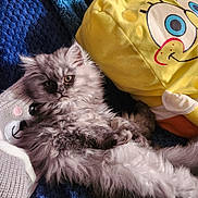 Pinkie participe au concours pour gagner de l'argent avec cette photo : kitten, cat, fluffy, gray, plush_toy, stuffed_animal, blanket, blue, yellow, spongebob, cute, pet, indoor, relaxed, soft, cozy, fur, animal, lying_down, closeup
