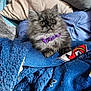 Pinkie a rejoint le concours — aidez-le/la à gagner de superbes lots ! cat, kitten, fluffy, gray, purple_collar, blanket, blue_blanket, pillow, cozy, indoor, pet, animal, cute, fur, wide_eyes, sitting, soft_texture, domestic, resting, curious