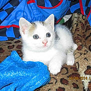 Mouglii a rejoint le concours — aidez-le/la à gagner de superbes lots !