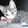 Penzi participe au concours pour gagner de l'argent avec cette photo :