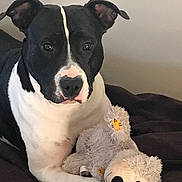 Phidgy participe au concours pour gagner de l'argent avec cette photo : dog, black_and_white, stuffed_toy, toy_bear, blanket, indoor, pet, animal, portrait, cute, relaxed, cozy, fur, mammal, companion, laying_down, looking_at_camera, soft_toy, domestic_animal, friendly