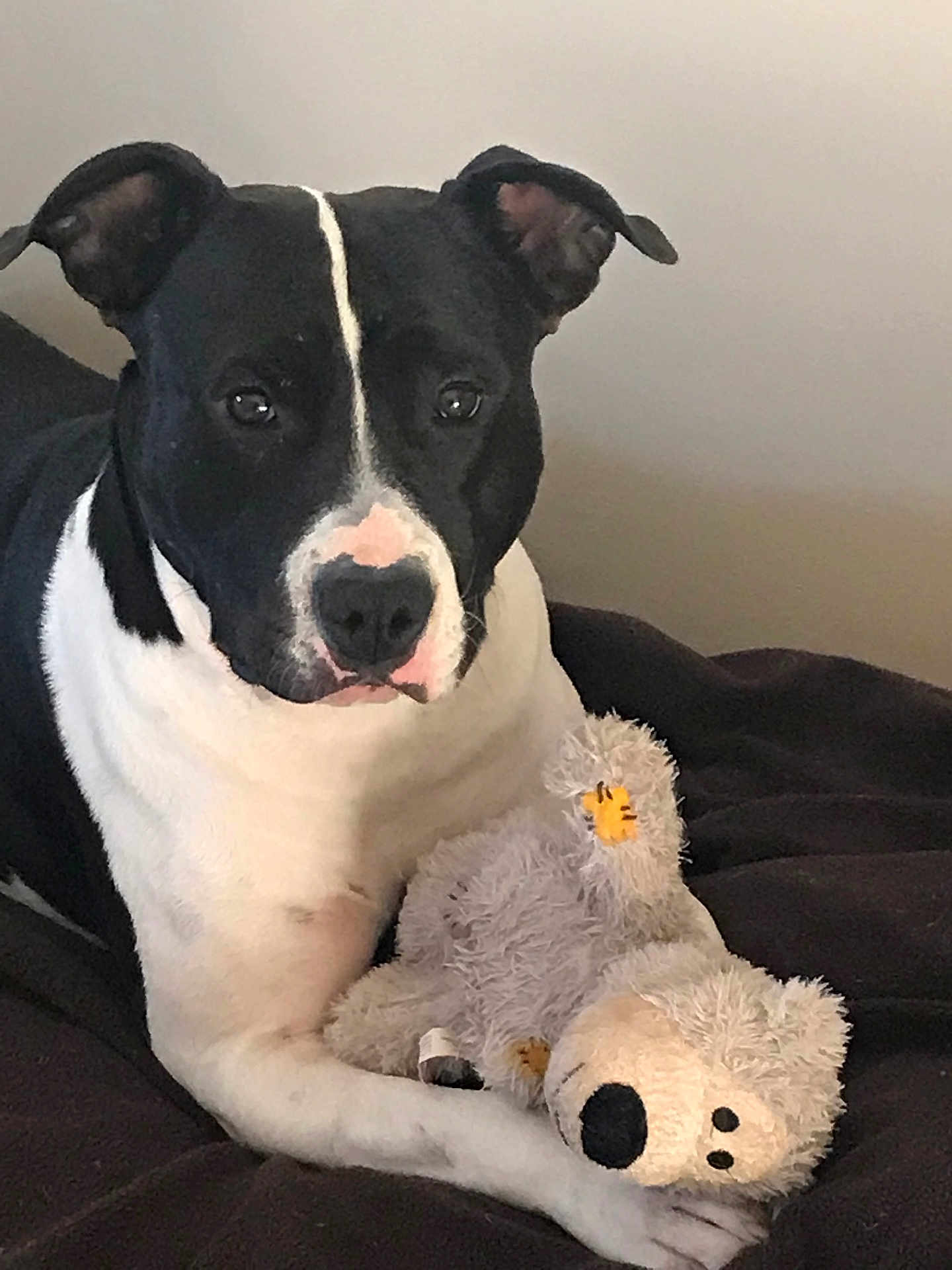 Phidgy participe au concours pour gagner de l'argent avec cette photo : dog, black_and_white, stuffed_toy, toy_bear, blanket, indoor, pet, animal, portrait, cute, relaxed, cozy, fur, mammal, companion, laying_down, looking_at_camera, soft_toy, domestic_animal, friendly