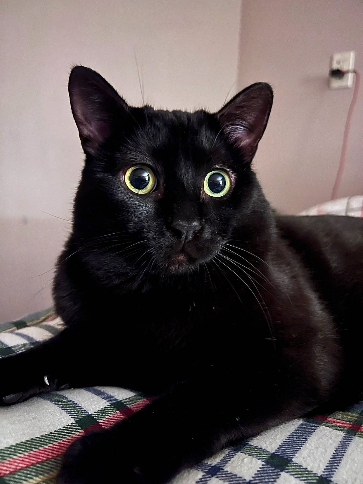 Cassie is registered to the contest to win money with this photo: black_cat, bombay, carnivore, cat, comfort, domestic_short_haired_cat, felidae, fur, grey, pattern, plaid, small_to_medium_sized_cats, snout, tartan, whiskers