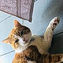 animal, cat, closeup, curious, cute, domestic, floor, fur, indoor, laying, looking, mammal, orange_cat, pet, relaxed, tabby, tiled_floor, towel, whiskers, white_cat