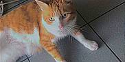 Diego a rejoint le concours — aidez-le/la à gagner de superbes lots ! cat, orange_cat, white_cat, floor, tile_floor, indoor, footwear, sandal, wooden_table_leg, pet, animal, relaxed, lying_down, paw, whiskers, feline, domestic_cat, shadow, natural_light, casual