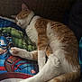 Diego a rejoint le concours — aidez-le/la à gagner de superbes lots ! cat, sleeping, orange_cat, white_cat, pillow, avengers, captain_america, hulk, indoor, resting, relaxed, fur, pet, animal, closeup, couch, home, cozy, quiet, nap