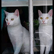Byron And Lillian joined the competition — help win amazing prizes! animal, cat, curious, domestic_cat, ears, eyes, feline, glass, house, indoor, looking_out, nature_reflection, pets, quiet, reflection, sitting, two_cats, whiskers, white_cat, window