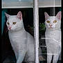 animal, cat, curious, domestic_cat, ears, eyes, feline, glass, house, indoor, looking_out, nature_reflection, pets, quiet, reflection, sitting, two_cats, whiskers, white_cat, window