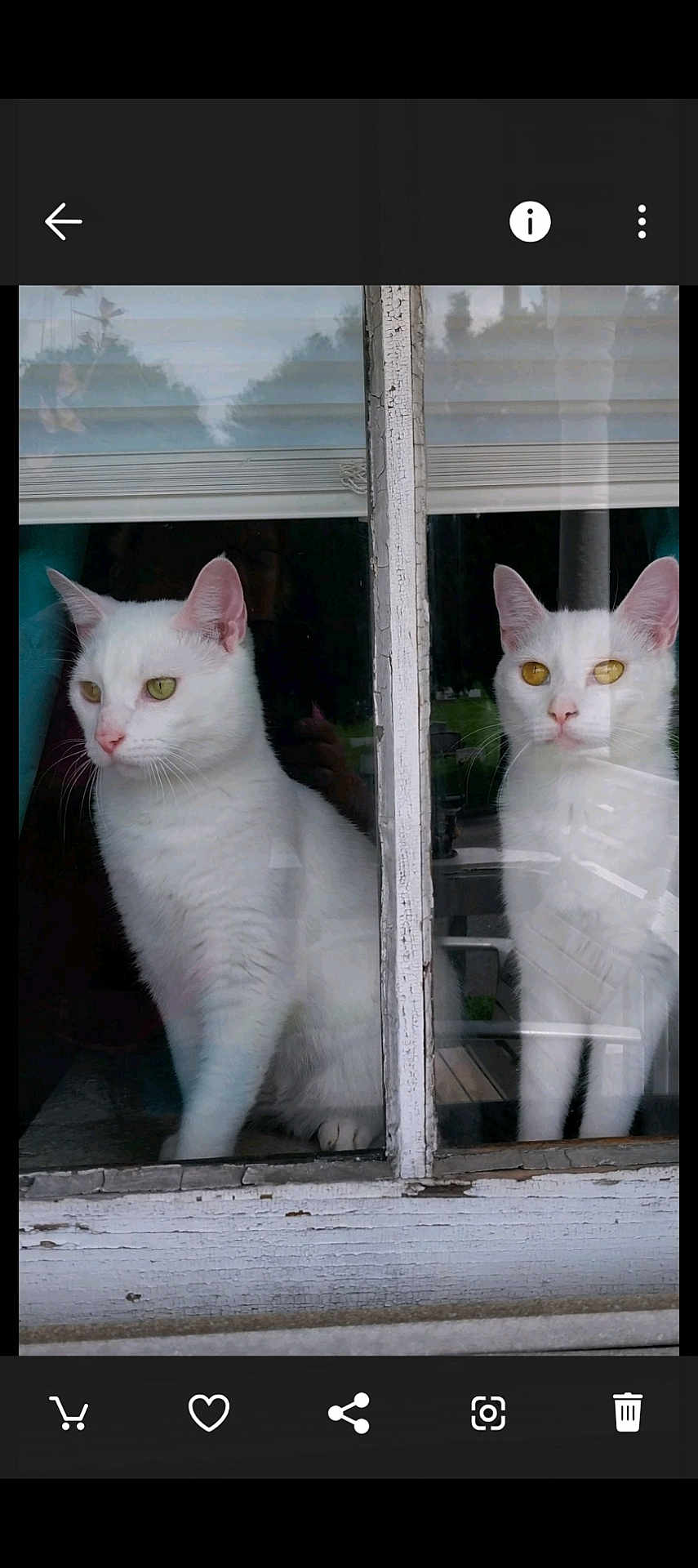 Byron And Lillian joined the competition — help win amazing prizes! animal, cat, curious, domestic_cat, ears, eyes, feline, glass, house, indoor, looking_out, nature_reflection, pets, quiet, reflection, sitting, two_cats, whiskers, white_cat, window