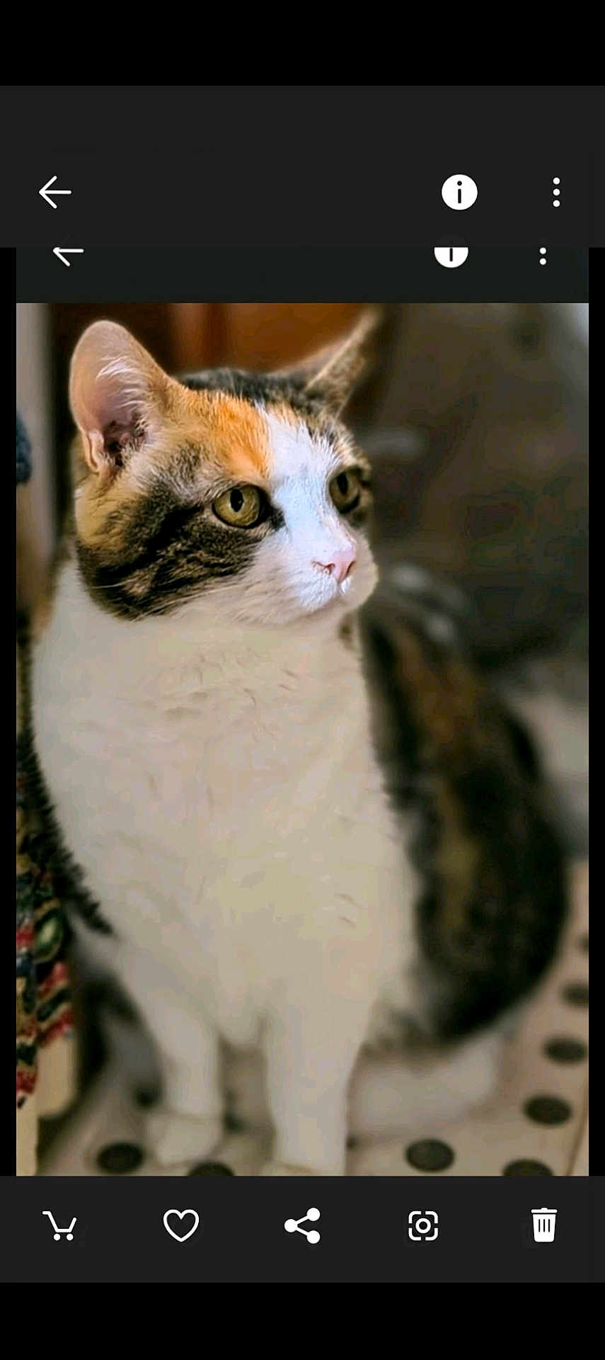 Chloe joined the competition — help win amazing prizes! cat, calico, pet, animal, feline, sitting, curious, indoor, fur, whiskers, ears, eyes, polka_dot, closeup, portrait, domestic_cat, mammal, cute, soft_light, background_blur