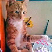 Cheddar is registered to the contest to win money with this photo: cat, kitten, orange_tabby, paw, glass_orb, decor, calendar, august, indoor, curious, feline, desk, flower, yellow_flower, clutter, closeup, pet, animal, cute, soft_fur